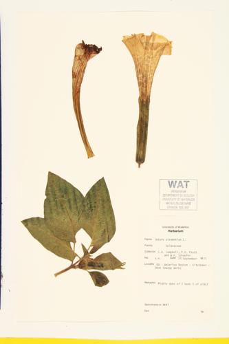 Common Thorn-apple; Jimsonweed specimen