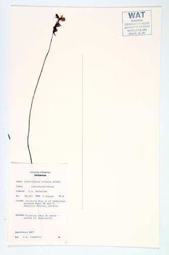 Horned Bladderwort specimen