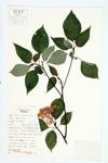 Alternate-leaved Dogwood; Pagoda Dogwood specimen