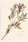 Crack Willow; Long-leaved Willow; Sand Bar Willow specimen