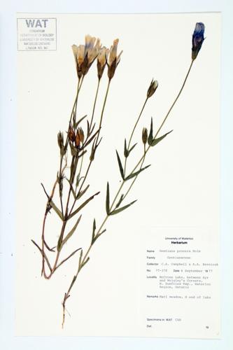 Smaller Fringed Gentian; Lesser Fringed Gentian specimen