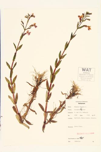 Allegheny Monkeyflower; Square-stemmed Monkeyflower specimen