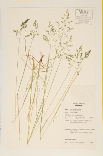 Kentucky Bluegrass specimen