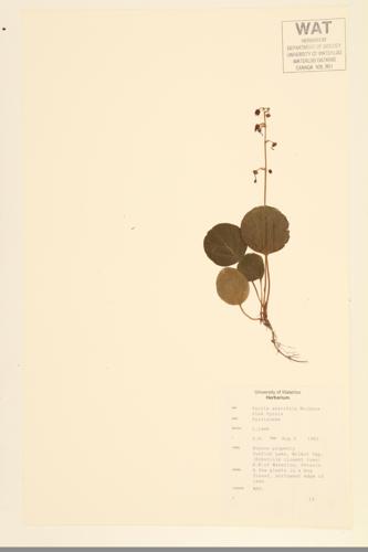 Liver-leaf Wintergreen; Pink Pyrola specimen