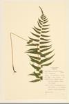 Glade Fern;  Narrow-leaved Spleenwort; Narrow-leaved Glade Fern  specimen