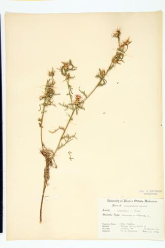 Star-thistle; Purple Star-thistle; Red Star-thistle specimen