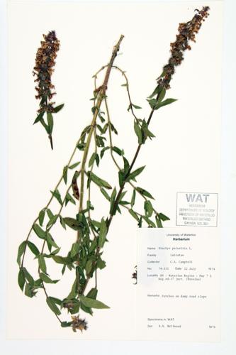 Hedge-nettle; Marsh Hedge-nettle  specimen