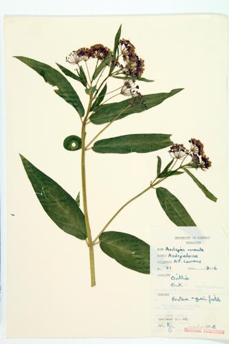 Swamp Milkweed specimen