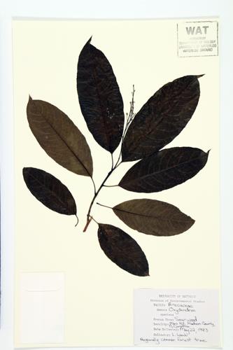 Sourwood;  Sorel Tree specimen