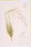 Rough Hair Grass; Fly-away Grass specimen