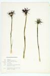 Common Salsify; Oyster Plant; Purple Goat's Beard specimen