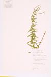 Soft Willow-herb specimen