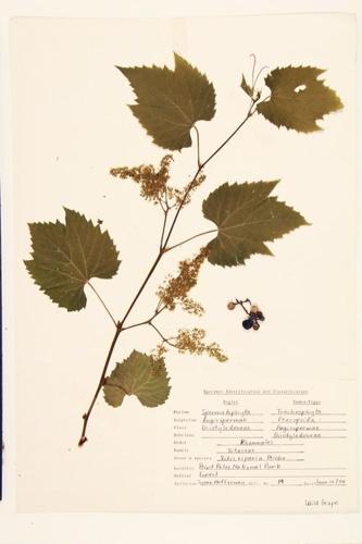 Riverbank Grape; Frost Grape  specimen