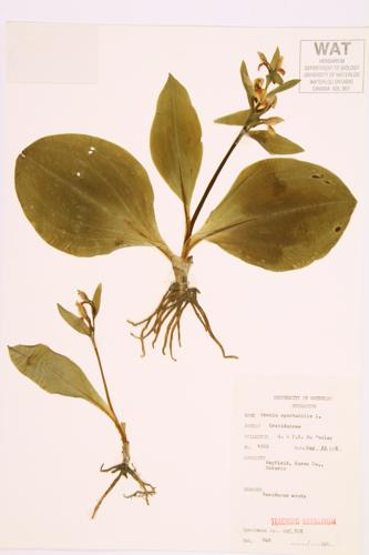 Showy Orchid specimen