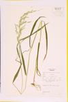 Broad-leaved Reed Grass ; Nodding Wood Grass; Drooping Woodreed specimen