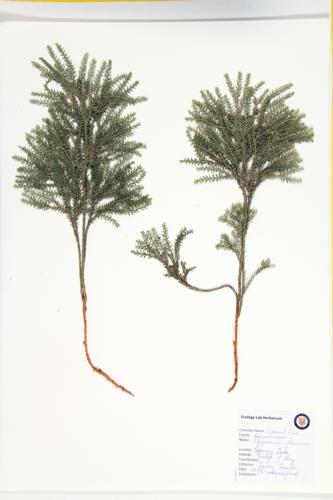 Groundpine specimen