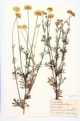 Yellow Chamomille; Oxeye Chamomile  specimen