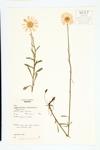 Ox-eye Daisy; Whiteweed specimen