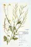 Brown Mustard; Indian Mustard specimen