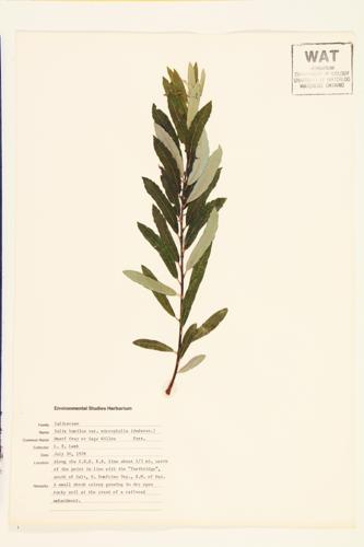 Prairie Willow specimen