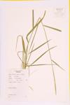 Quack Grass; Creeping Wild Rye specimen