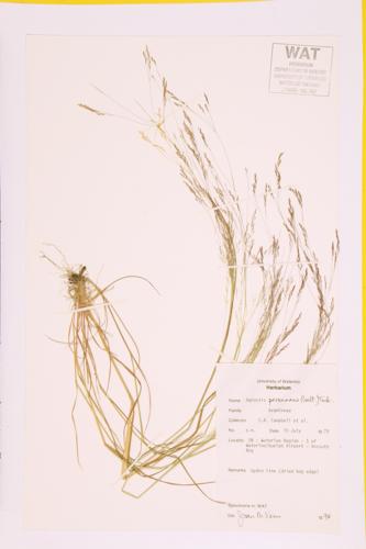 Upland Bent Grass; Autumn Bent Grass specimen