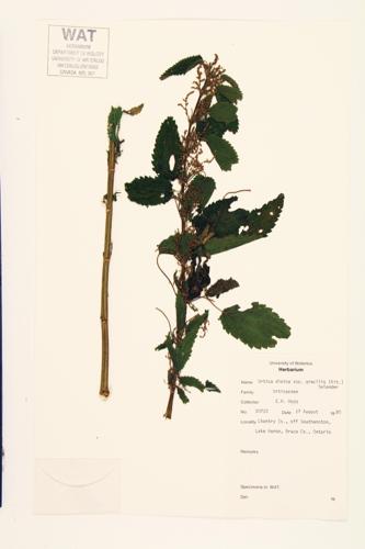 Stinging Nettle; American Stinging Nettle  specimen