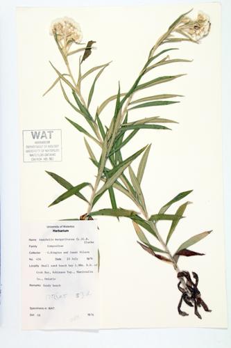 Pearly Everlasting; Large-flowered Everlasting  specimen