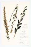 White Goldenrod; Silver-rod specimen