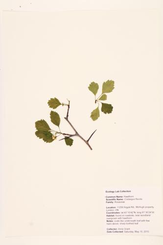 Hawthorn specimen