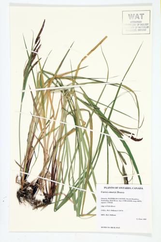 Emory's Sedge; Riverbank Sedge specimen