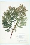 Honey Locust; Three-horned Acacia specimen