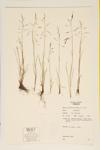 Spreading Goose Grass; Reflexed Saltmarsh Grass; Weeping Alkaligrass specimen