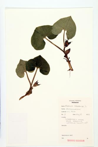 Wild Ginger; Indian Ginger  specimen