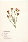 Blackish Knapweed; Tyrol Knapweed specimen