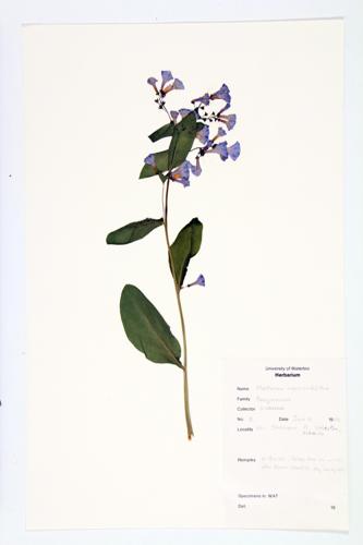 Tree Lungwort; Virginia Bluebells specimen