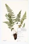 Spinulose Wood Fern; Spinulose Shield Fern specimen