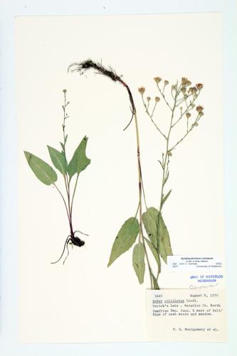 Lindley's Aster; Ciliolate Aster  specimen