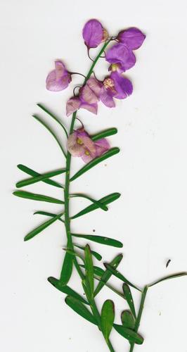 Polygala specimen