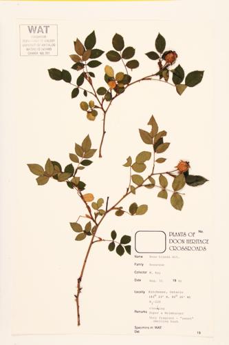 Smooth Rose; Meadow Rose specimen