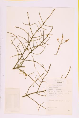 Eastern Hemlock specimen