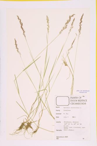 Creeping Bent Grass; Redtop specimen