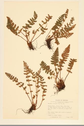 Abbe's Cliff Fern; Rusty Cliff Fern; Rusty Woodsia; Alpine Cliff Fern; Alpine Woodsia  specimen