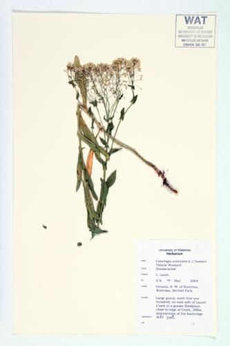 Treacle Mustard; Eastern Hare's-ear Mustard specimen