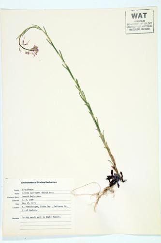 Smooth Rock-cress; Smooth Arabis specimen