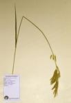 Brome grass specimen