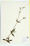 Bladder Campion; Wide-leaved Bladder Catchfly specimen