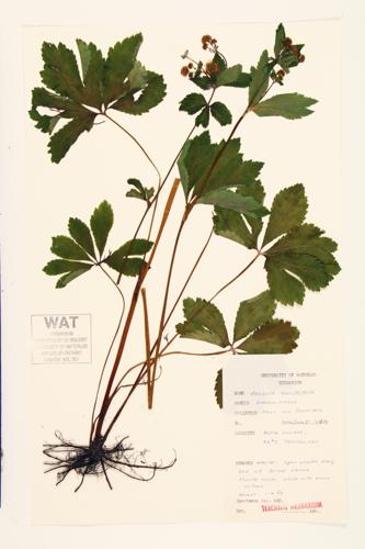 Maryland Sanicle; Black Snakeroot; Black Sanicle  specimen