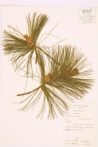 Eastern White Pine; Weymouth Pine specimen