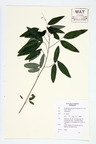 Panicled Tick-trefoil specimen